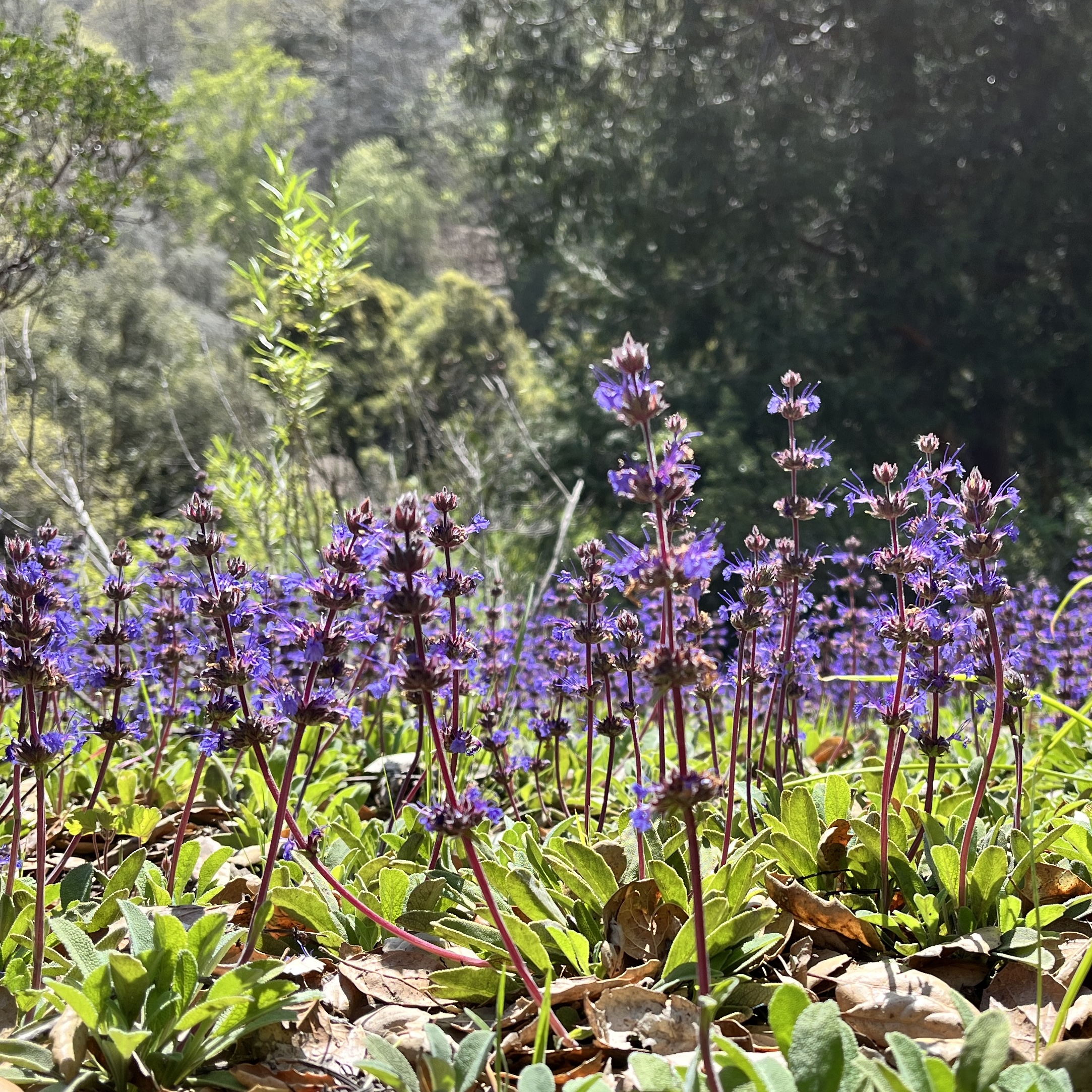 Beautiful tall purple flowers in the sunshine