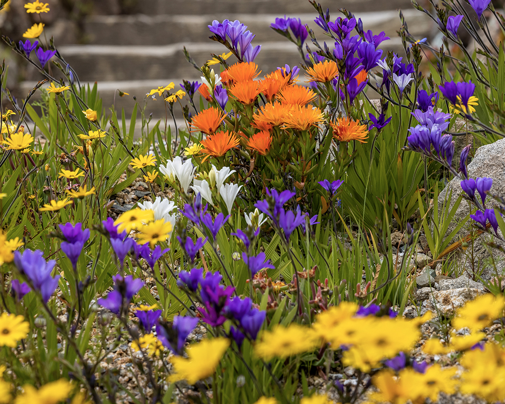 Multi color flowers in a garden