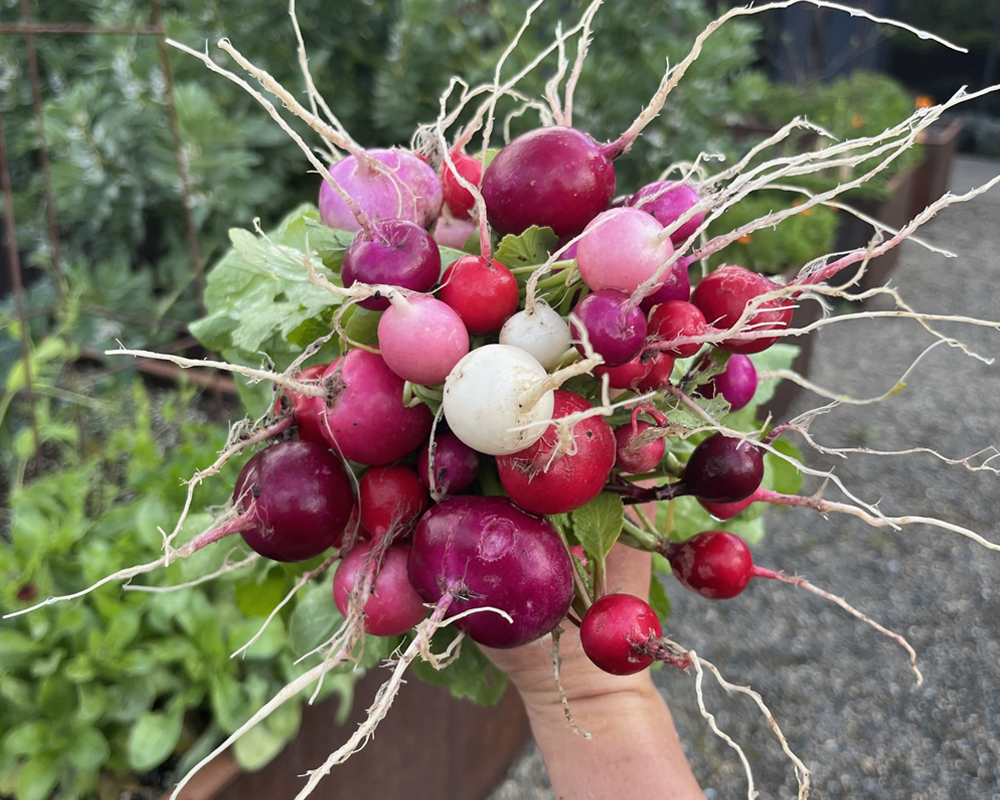 A bouquet of radishes