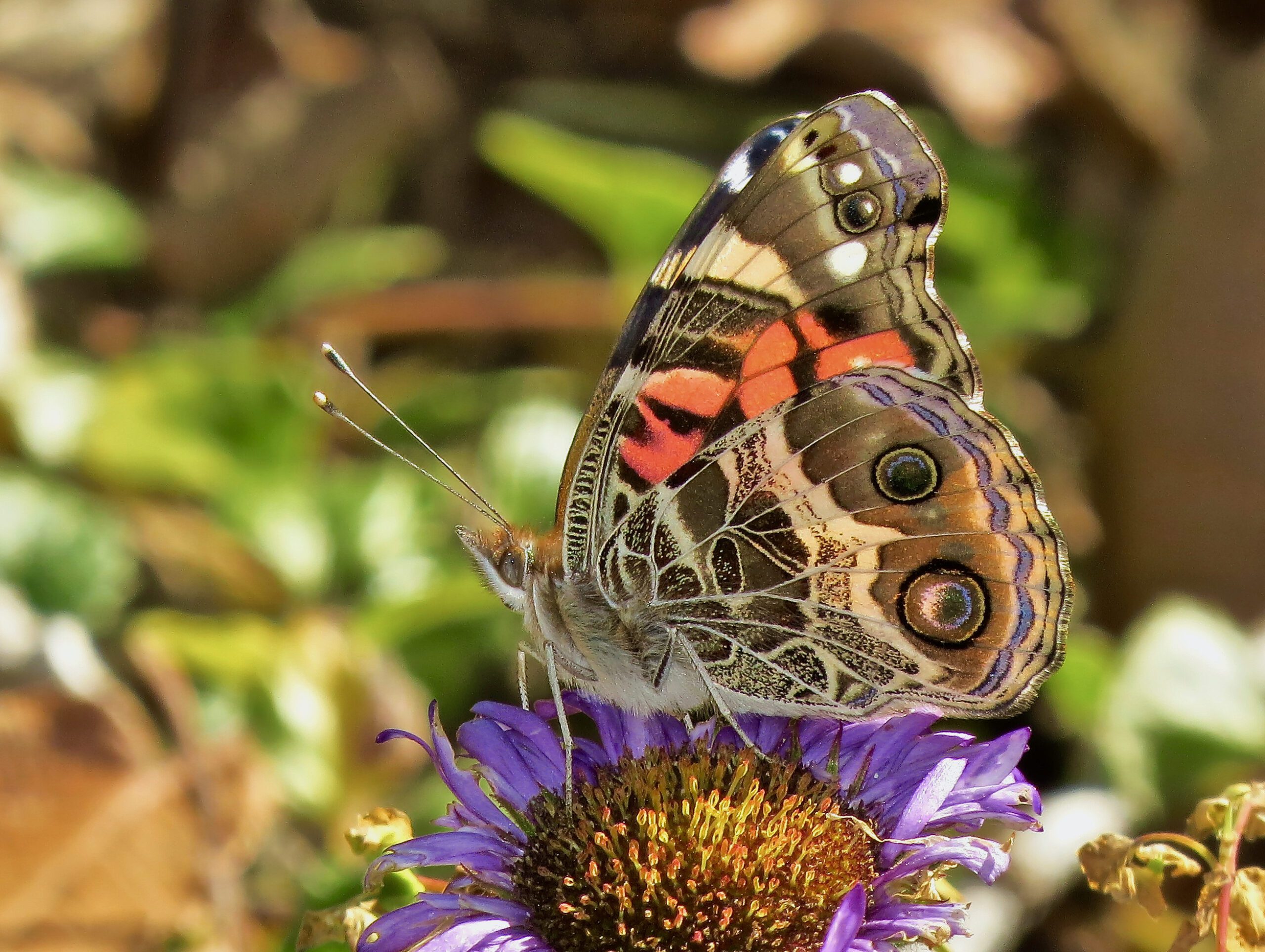 American Lady butterfly on flower