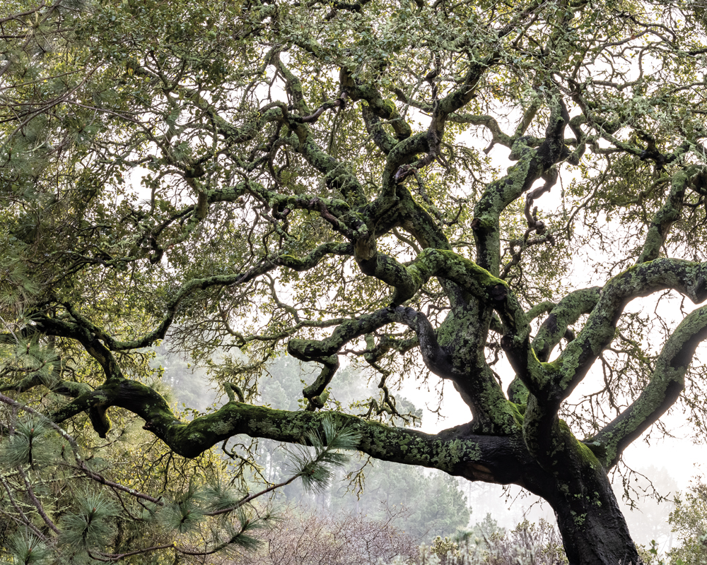 A large oak tree with many branches