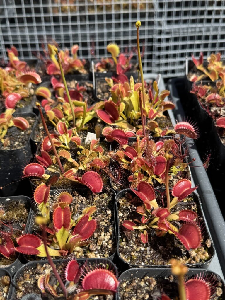 View full sized image of Small red venus fly traps, Dionaea 'B52'.