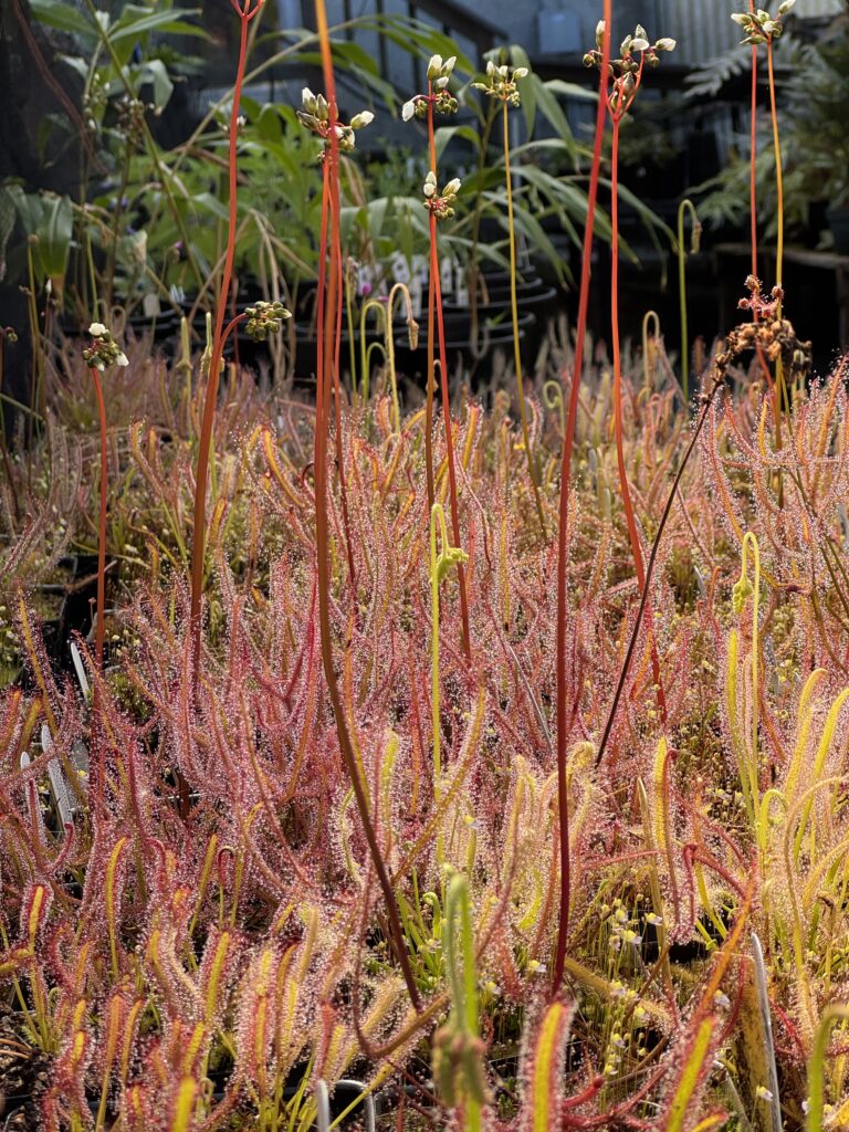 View full sized image of Wide photograph of many red Sundew stalks rising above a tray of plants.