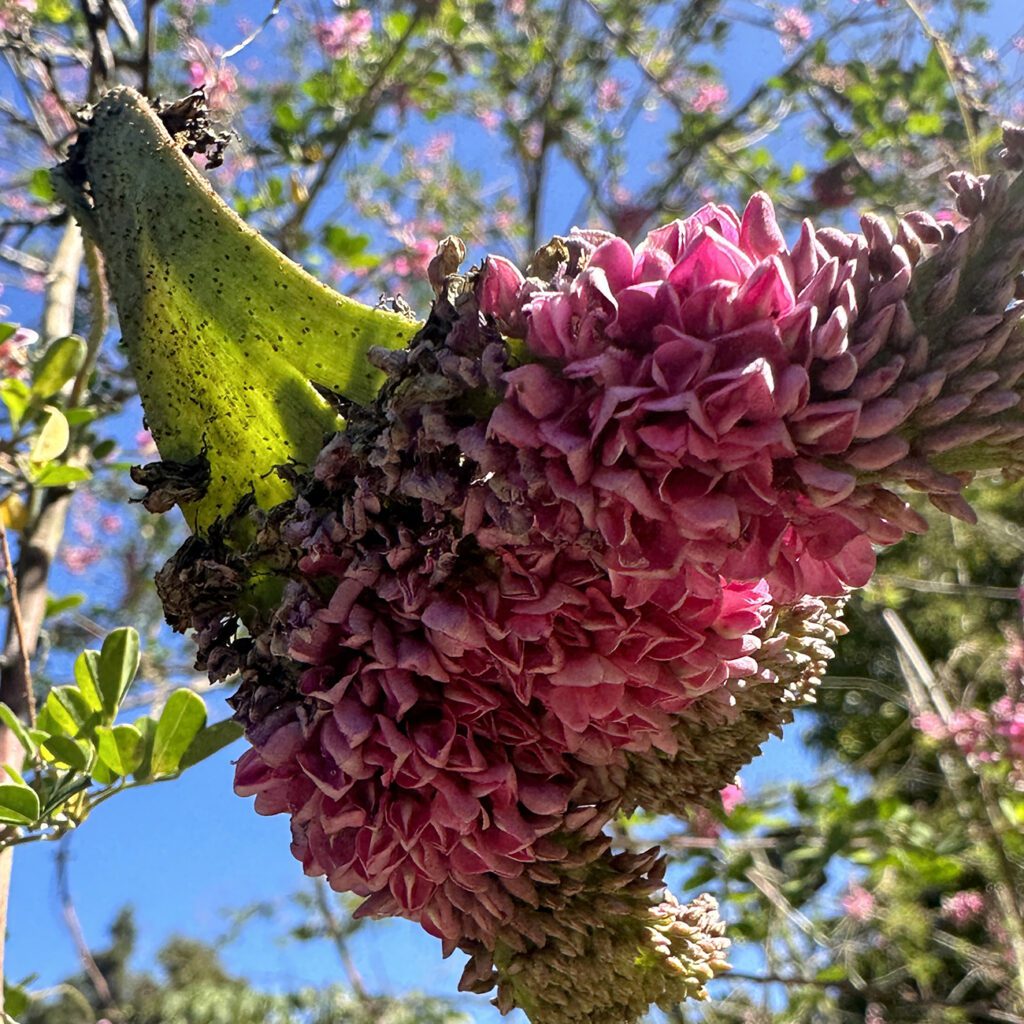 An plant with a large unusual pink growth on its leaf