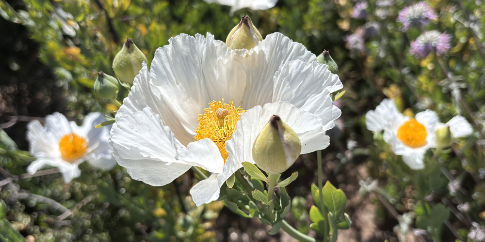 Several very large flowers with white frilly-edge petals and yellow centers