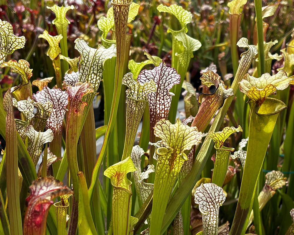 Ready for sale: A large group of tall, slender green and red carnivorous plants