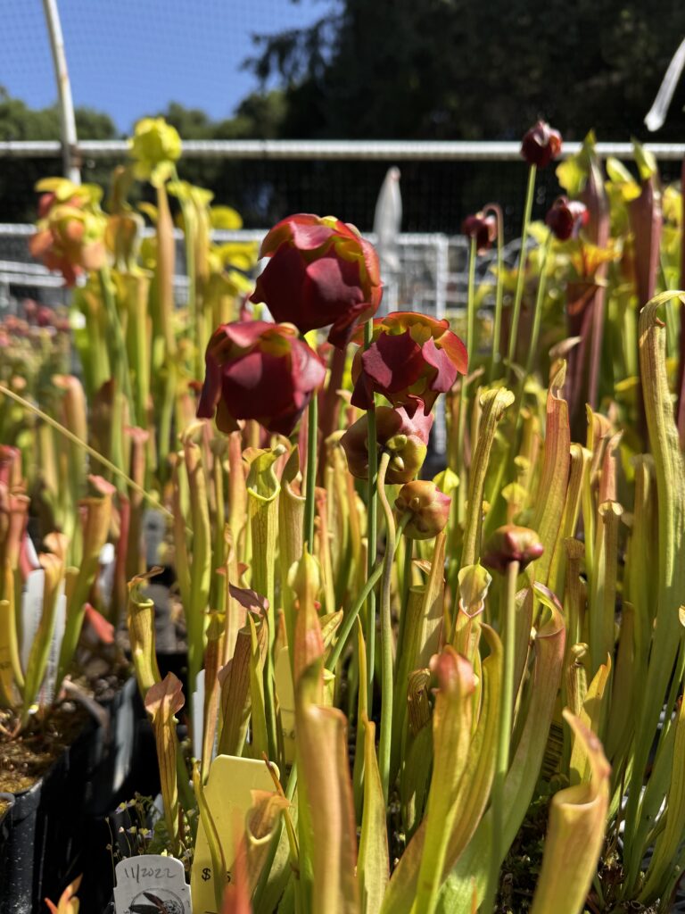 View full sized image of Flowers of red-green pitcher plant, Sarracenia rubra.