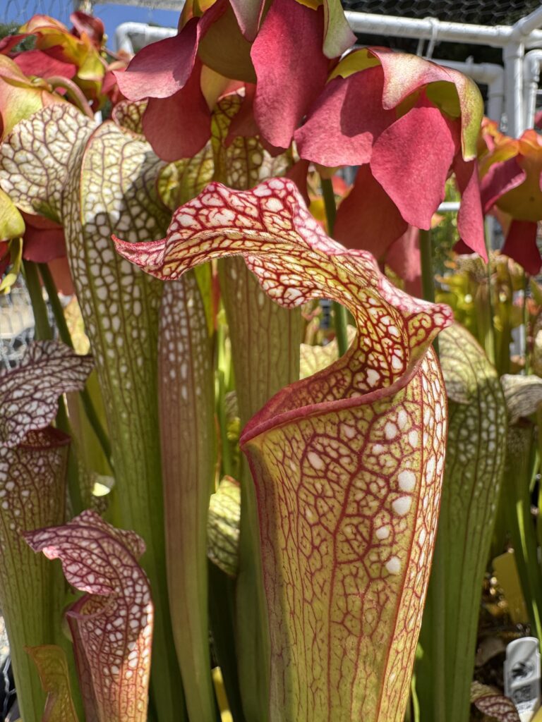 View full sized image of Closeup shot of speckled red, white, and green pitcher of plant Sarracenia x excellens 'Davis 2.'