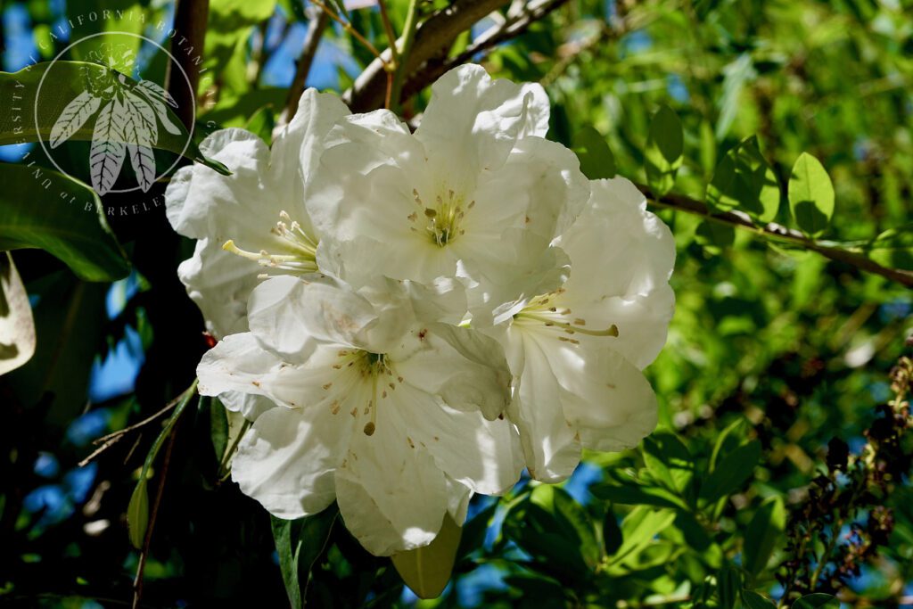 View <em>Rhododendron decorum</em>	Area: Asian, Bed: 227 in gallery