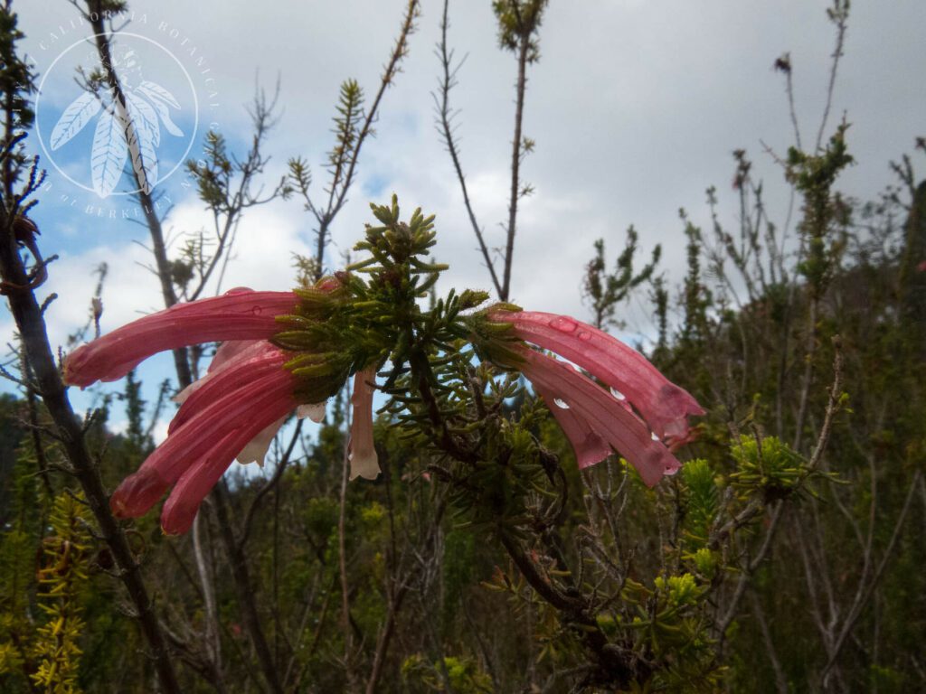 View <em>Erica glandulosa</em> Area: Southern African, Bed: 136 in gallery