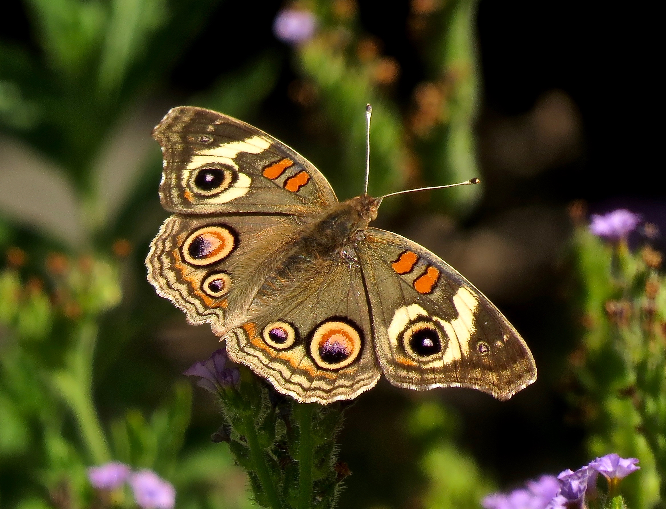 Common buckeye butterfly picture.