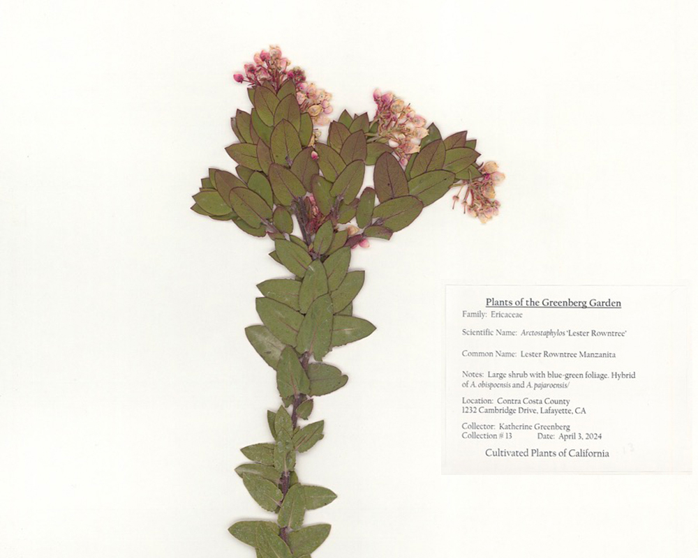 A selection from the Greenberg herbarium of a pressed flowering manzanita.
