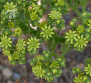 <i>Aeonium canariense</i> subsp. <i>christii</i>