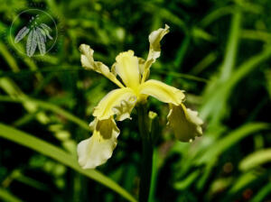 <i>Iris wilsonii</i>