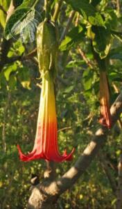 <i>Brugmansia sanguinea</i>