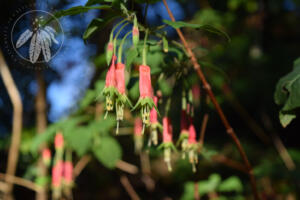 <i>Fuchsia splendens</i>