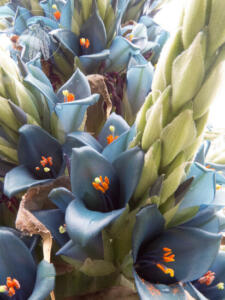 <i>Puya alpestris</i> ssp. <i>zoellneri</i>