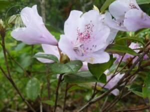 <i>Rhododendron tashiroi</i>