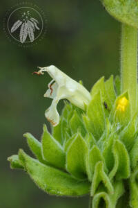 <i>Salvia spathacea</i> 'Avis Keedy'