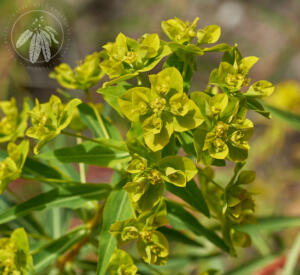 <I>Euphorbia ceratocarpa</i>