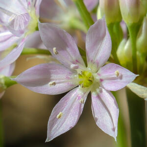 <I>Allium membranaceum</i>