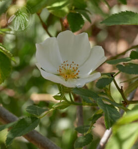 <i>Rosa obtusifolia</i>