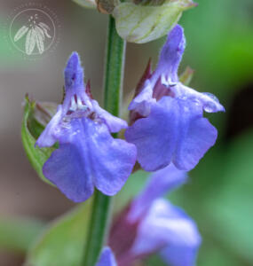 <i>Salvia officinalis</i>