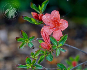 <i>Rhododendron obtusum</i>