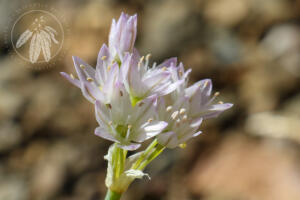 <i>Allium fimbriatum</i> var. <i>purdyi</i>