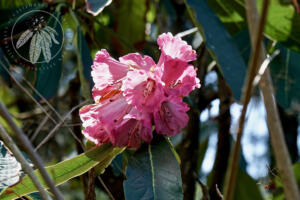 <I>Rhododendron protistum</i>