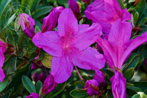 <I>Rhododendron pulchrum</i>