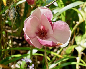 Rustic Rubra <I>Magnolia x soulangeana</i>