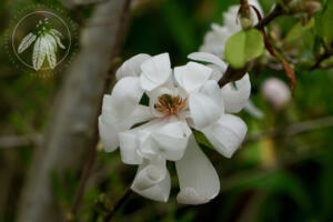 <I>Magnolia stellata</i> 'Water Lily'