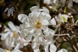 <I>Magnolia stellata</i>