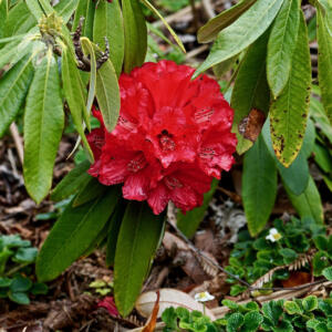 <I>Rhododendron arboreum</i>
