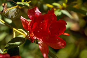 <i>Rhododendron oldhamii</i>