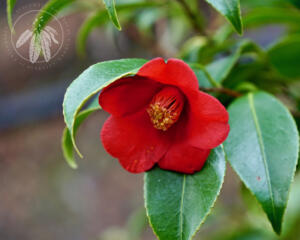 <i>Camellia japonica var. macrocarpa</i>