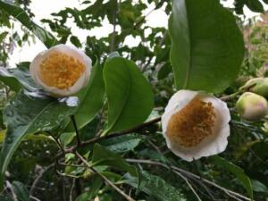 <i>Camellia irrawadiensis</i>