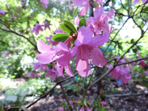 <i>Rhododendron eriocarpum</i>