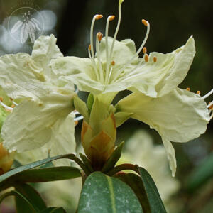 <i>Rhododendron keiskei var ozawae subsection Triflora</i>