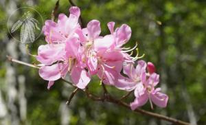 <i>Rhododendron vaseyi</i>