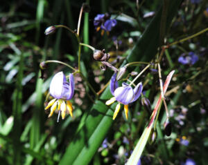 <i>Dianella tasmanica</i>