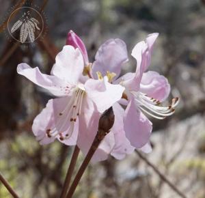 <i>Rhododendron schlippenbachii Maxim.</i>