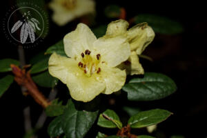 <i>Rhododendron seinghkuense subsection edgeworthia</i>