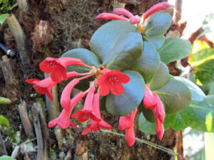 <i>Rhododendron blackii</i>