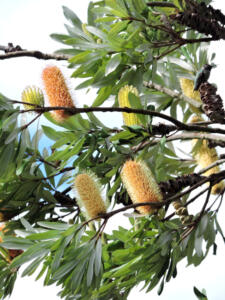 <i>Banksia integrifolia</i>