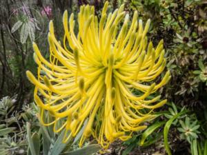 <i>Leucospermum reflexum var luteum</i>