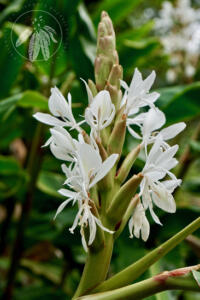 <i>Hedychium coronatum</i>