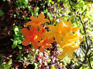 <i>Rhododendron calendulaceum</i>