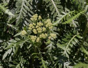 <i>Gonospermum canariense</i>
